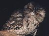 Tawny Frogmouth (Podargus strigoides)