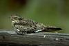 Common Nighthawk (Chordeiles minor)