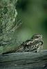 Common Nighthawk (Chordeiles minor)