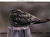 Nightjar (Caprimulgus sp.)