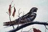 Nightjar (Caprimulgus sp.)