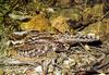 Spotted Eared-Nightjar (Eurostopodus argus)