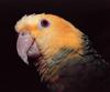 Double Yellow-headed Amazon Parrot (Amazona oratrix)