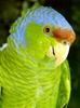 Lilac-crowned Amazon Parrot (Amazona finschi)