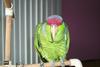 Lilac-crowned Amazon Parrot (Amazona finschi)