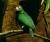 Puerto Rican Amazon Parrot (Amazona vittata)