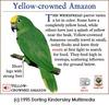 Yellow-crowned Amazon Parrot (Amazona ochrocephala)