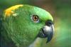 Yellow-naped Amazon Parrot (Amazona auropalliata)