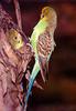 Budgerigar (Melopsittacus undulatus)