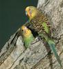 Budgerigar (Melopsittacus undulatus)