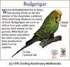 Budgerigar (Melopsittacus undulatus)