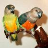 Poicephalus Parrot (Poicephalus sp.)