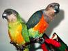 Poicephalus Parrot (Poicephalus sp.)