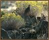 Chukar Partride (Alectoris chukar)