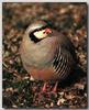 Chukar Partride (Alectoris chukar)