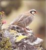 Rock Partridge (Alectoris graeca)