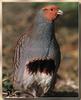 Grey Partridge (Perdix perdix)