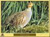 Grey Partridge (Perdix perdix)