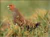 Grey Partridge (Perdix perdix)