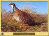 Red-legged Partridge (Alectoris rufa)