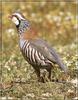 Red-legged Partridge (Alectoris rufa)