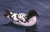 Cape Petrel (Daption capense)