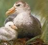 Giant Petrel (Procellariidae, Macronectes sp.)