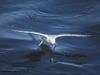 Northern Fulmar (Fulmarus glacialis)