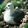 Northern Fulmar (Fulmarus glacialis)