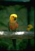 Jenday Conure (Aratinga jandaya)