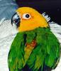 Jenday Conure (Aratinga jandaya)