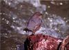 American Dipper (Cinclus mexicanus)