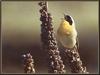 Common Yellowthroat (Geothlypis trichas)