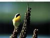 Common Yellowthroat (Geothlypis trichas)