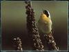 Common Yellowthroat (Geothlypis trichas)