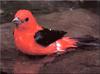 Scarlet Tanager (Piranga olivacea)