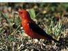 Scarlet Tanager (Piranga olivacea)