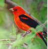 Scarlet Tanager (Piranga olivacea)