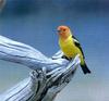 Western Tanager (Piranga ludoviciana)