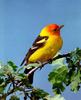 Western Tanager (Piranga ludoviciana)