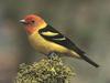 Western Tanager (Piranga ludoviciana)