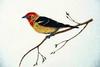 Western Tanager (Piranga ludoviciana)