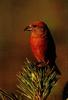 Red Crossbill (Loxia curvirostra)