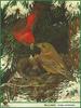 Red Crossbill (Loxia curvirostra)