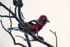 Red Crossbill (Loxia curvirostra)