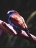 European Roller (Coracias garrulus)