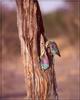 Lilac-breasted Roller (Coracias caudata)