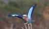 Lilac-breasted Roller (Coracias caudata)