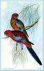 Crimson Rosella (Platycercus elegans)