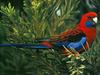 Crimson Rosella (Platycercus elegans)